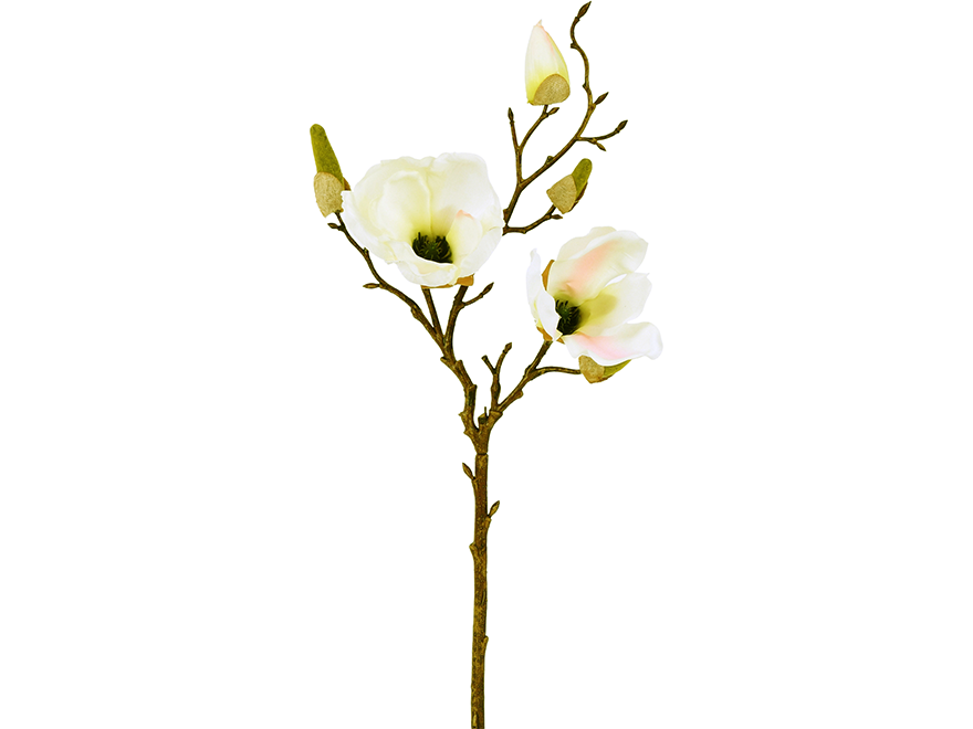 Magnolia. 51 cm