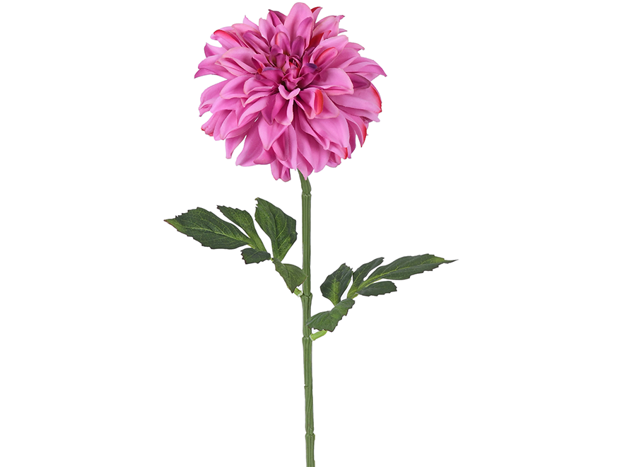 Dahlia. 75 cm