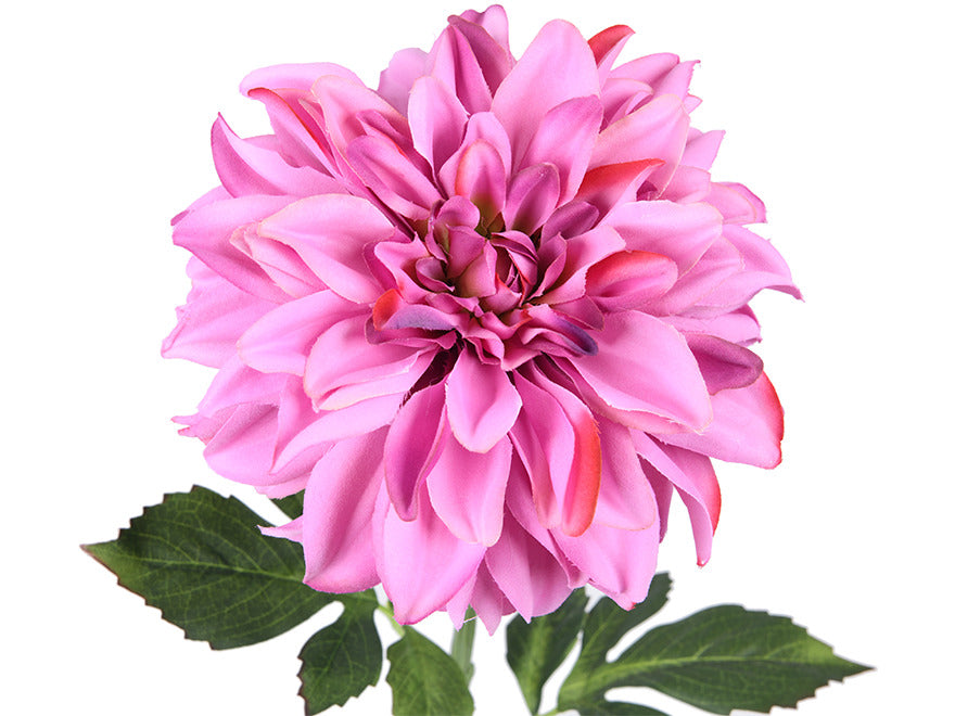 Dahlia. 75 cm