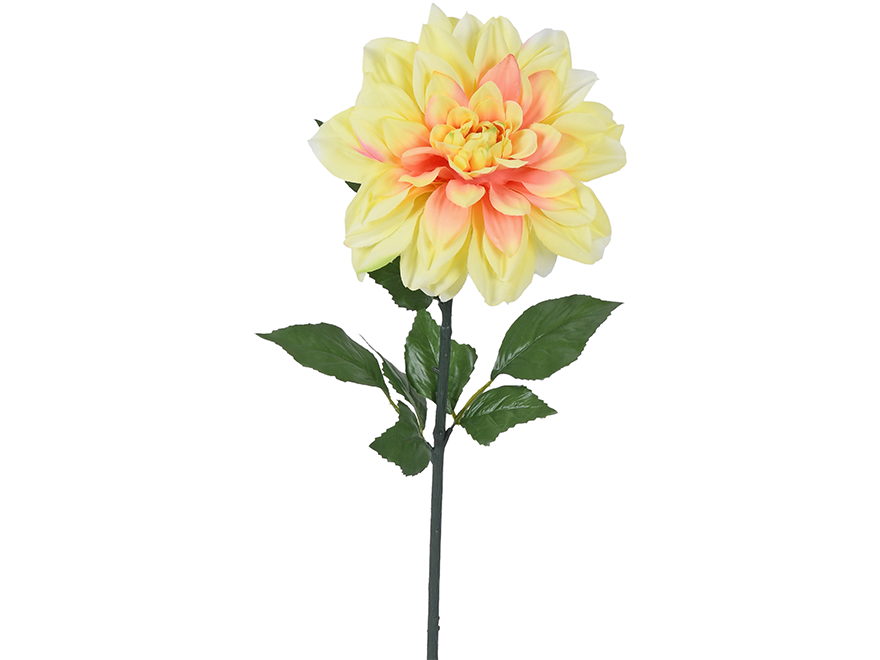 Dahlia. 71 cm