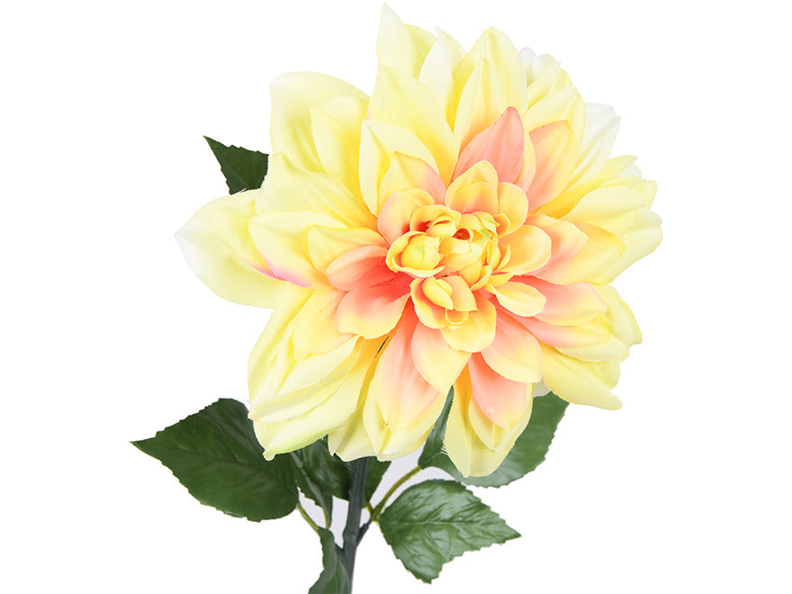 Dahlia. 71 cm