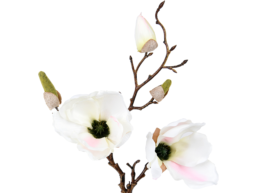 Magnolia. 51 cm