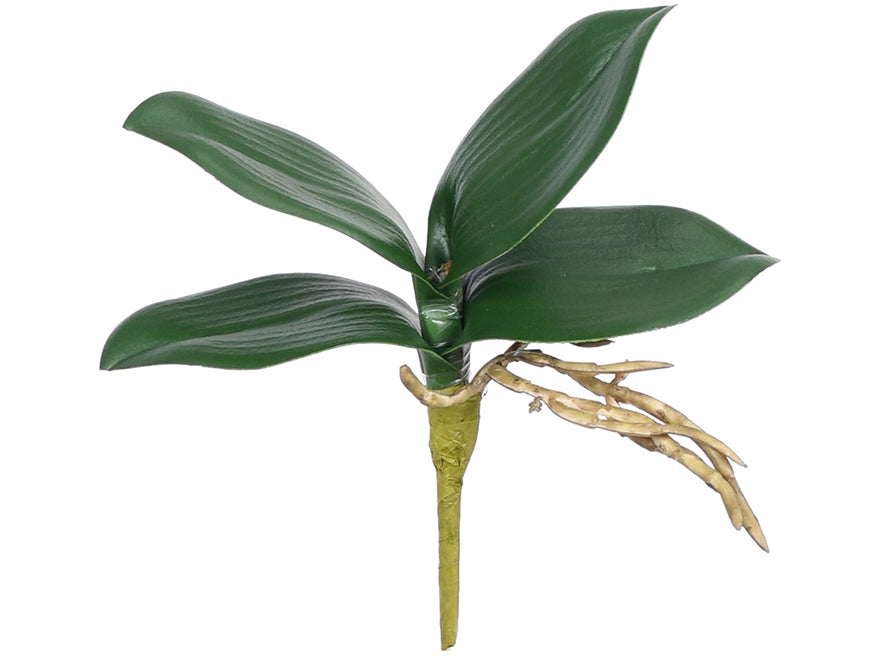 Orchid leaf. 22 cm