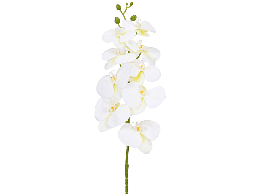 Orchid. 96 cm