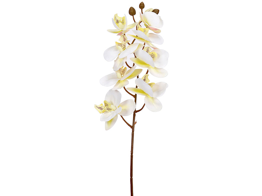 Orchids. 60 cm