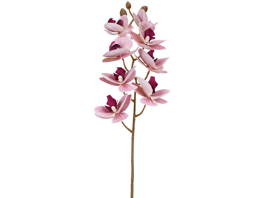 Orchids. 60 cm