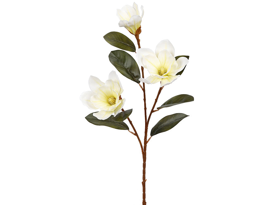 Magnolia. 76 cm