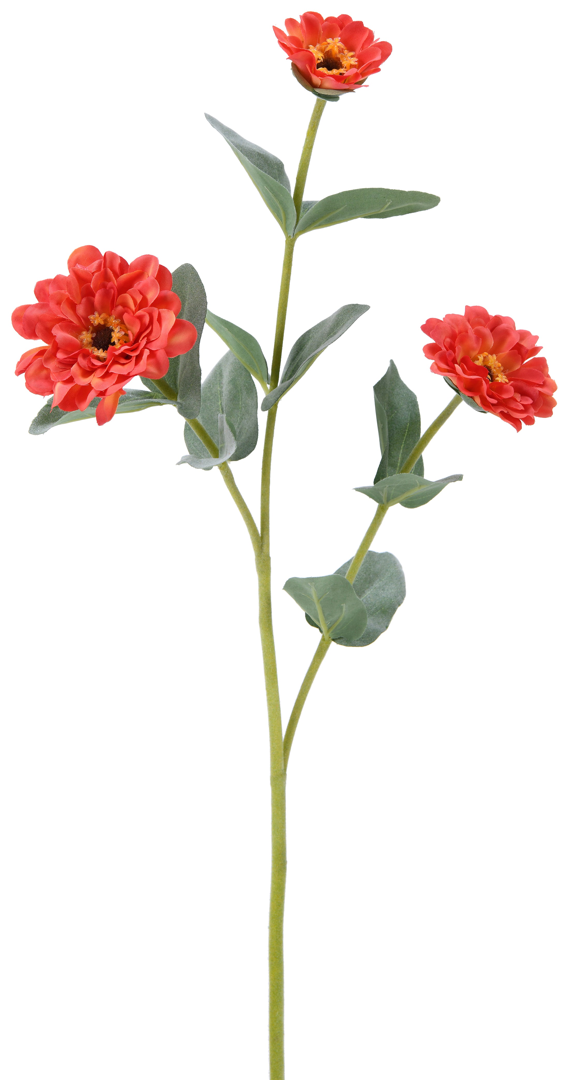 Zinnia. 61 cm