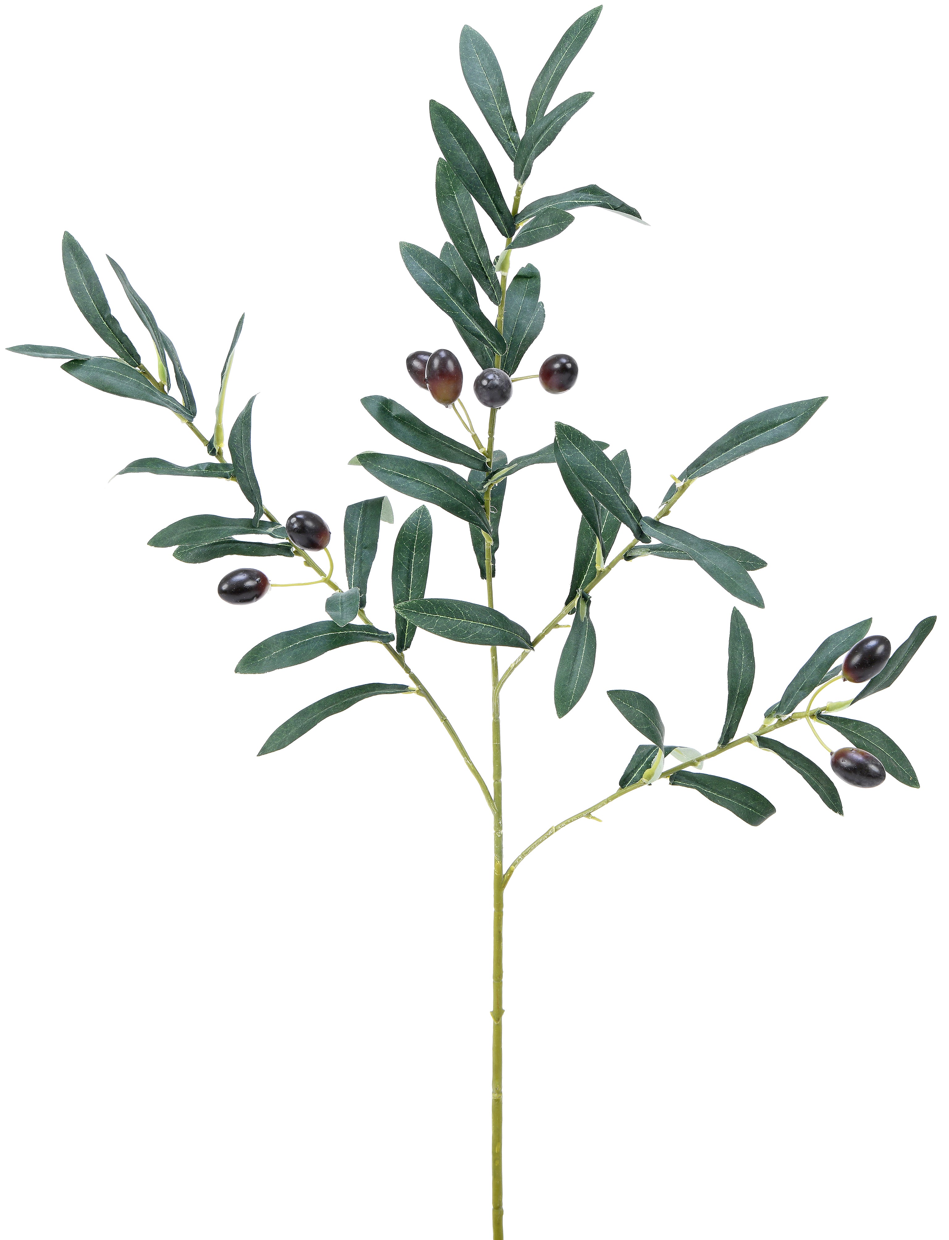 Olive Branch. 74 cm