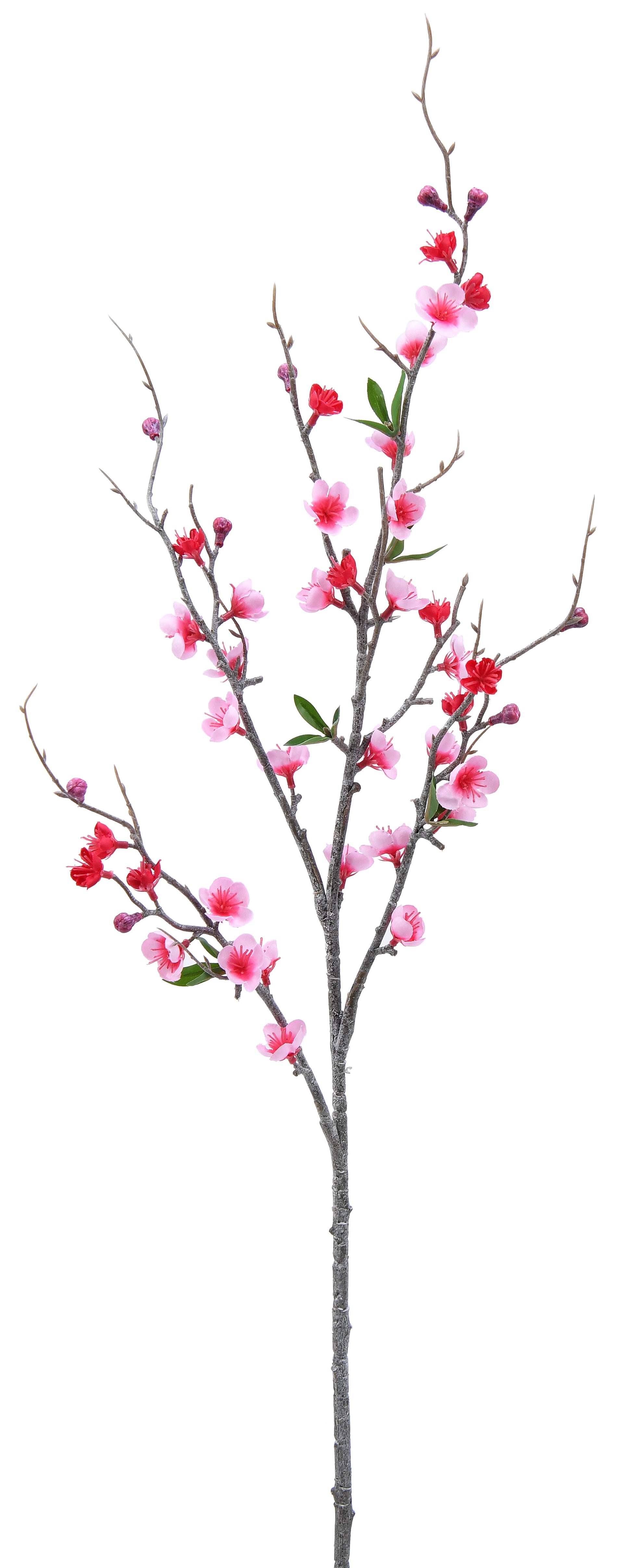 Peach Blossom. 93 cm