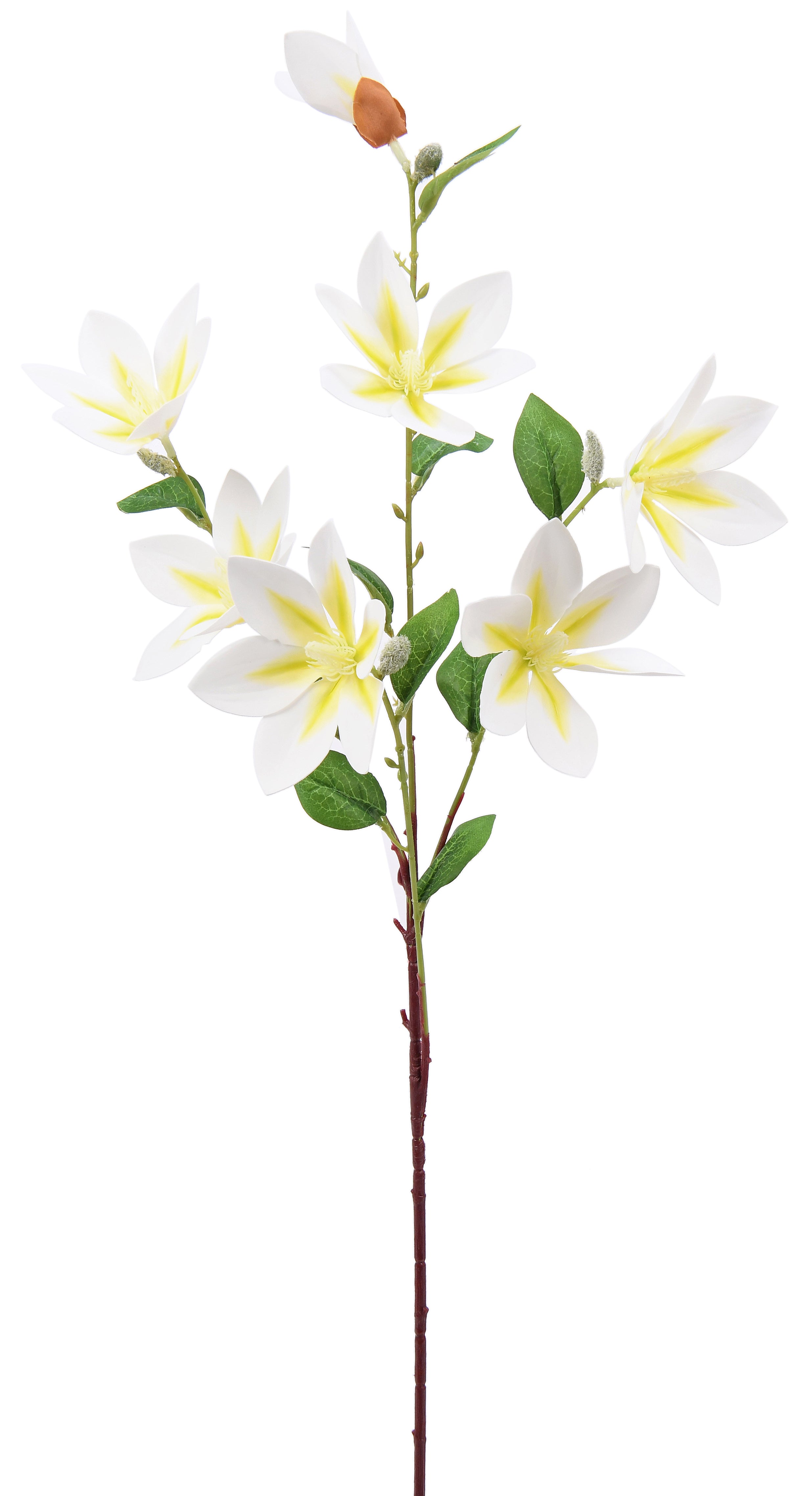 Magnolia. 81 cm