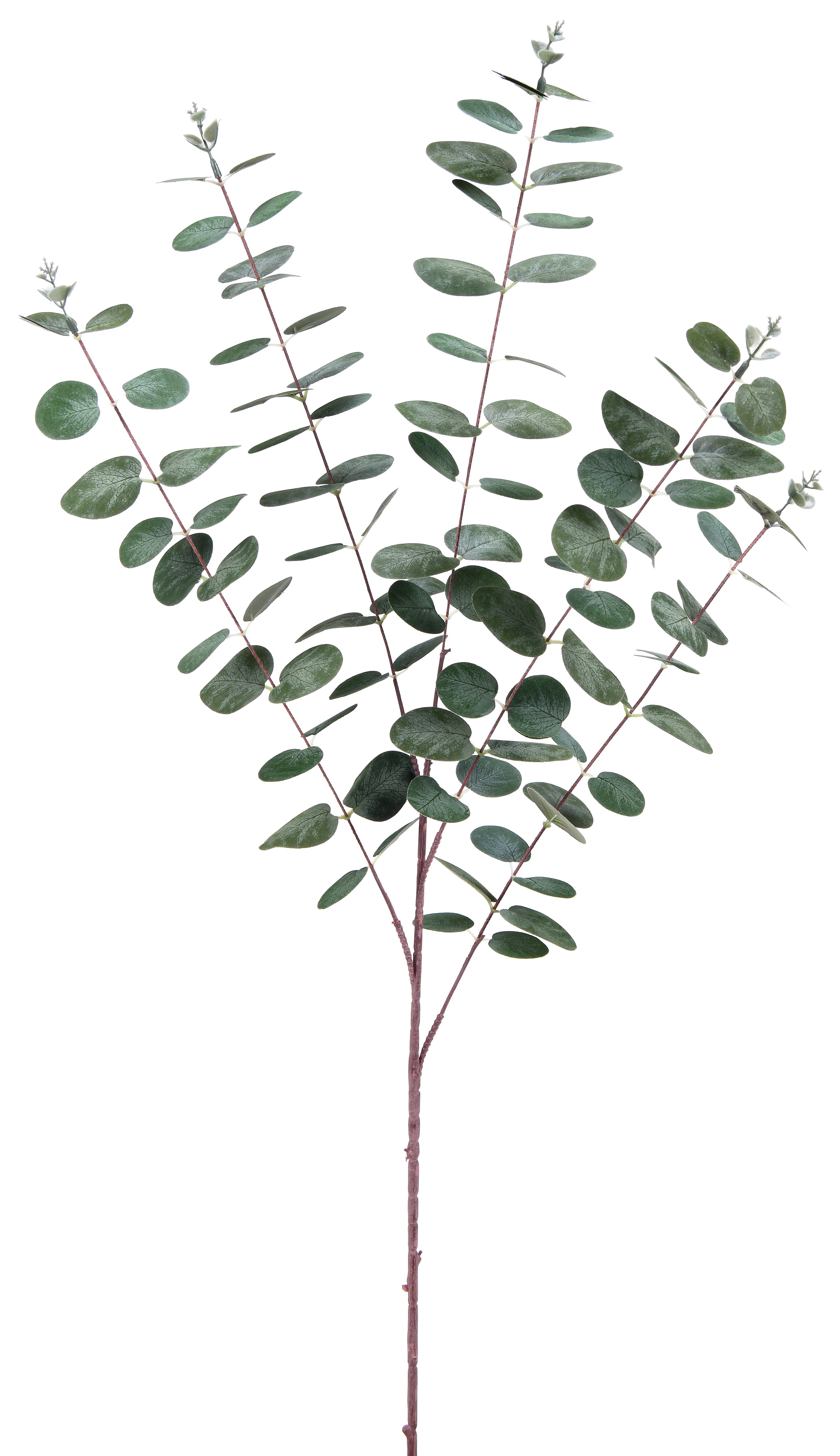 Eucalyptus. 92 cm