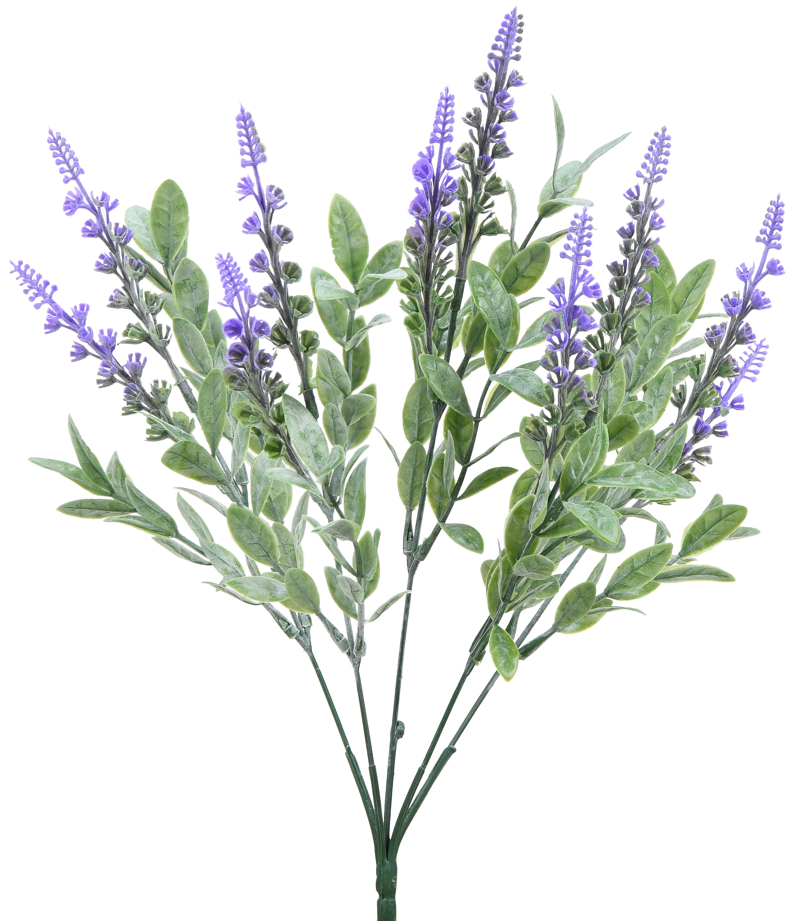 Lavender. 35 cm