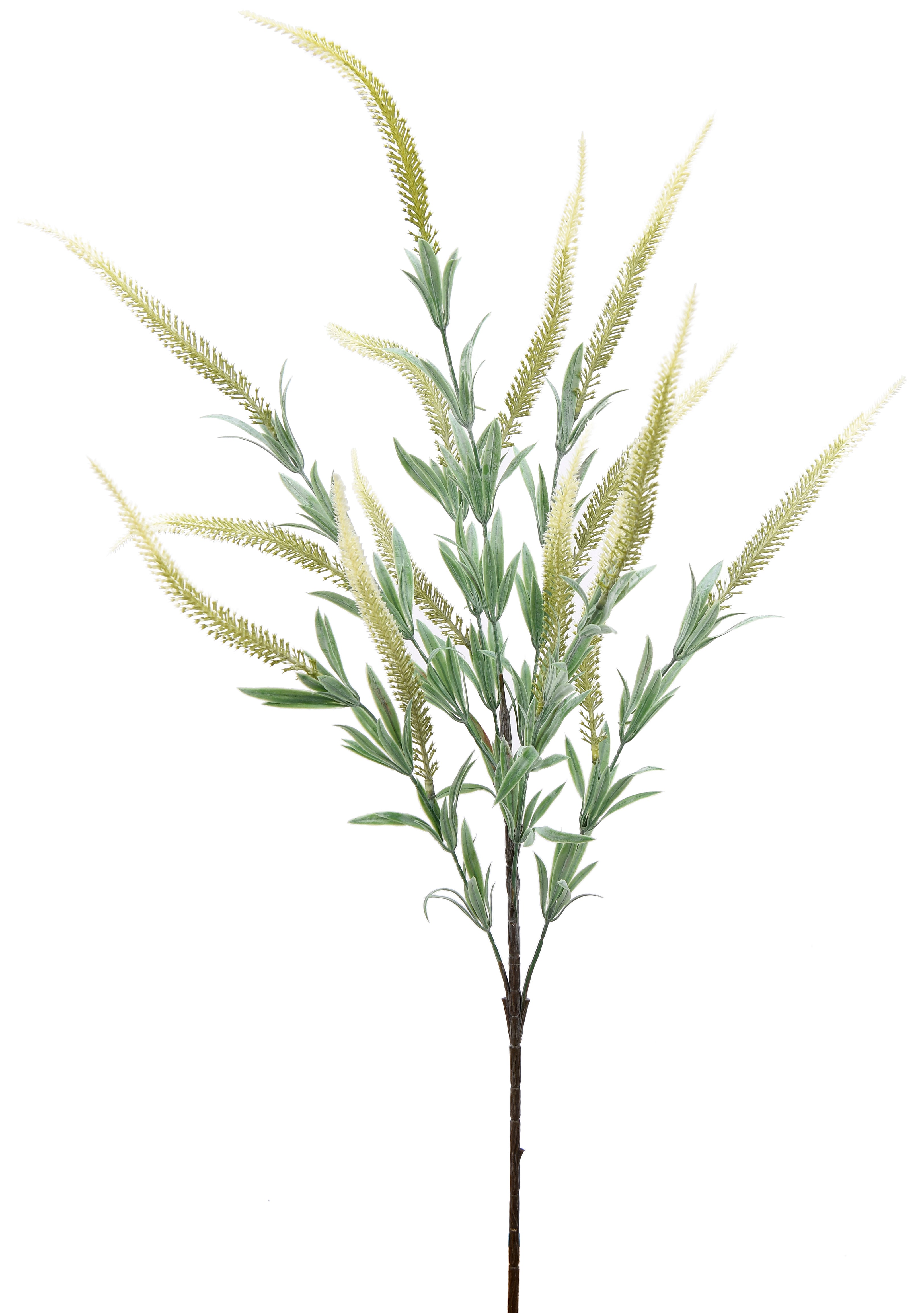 Setaria viridis. 80 cm