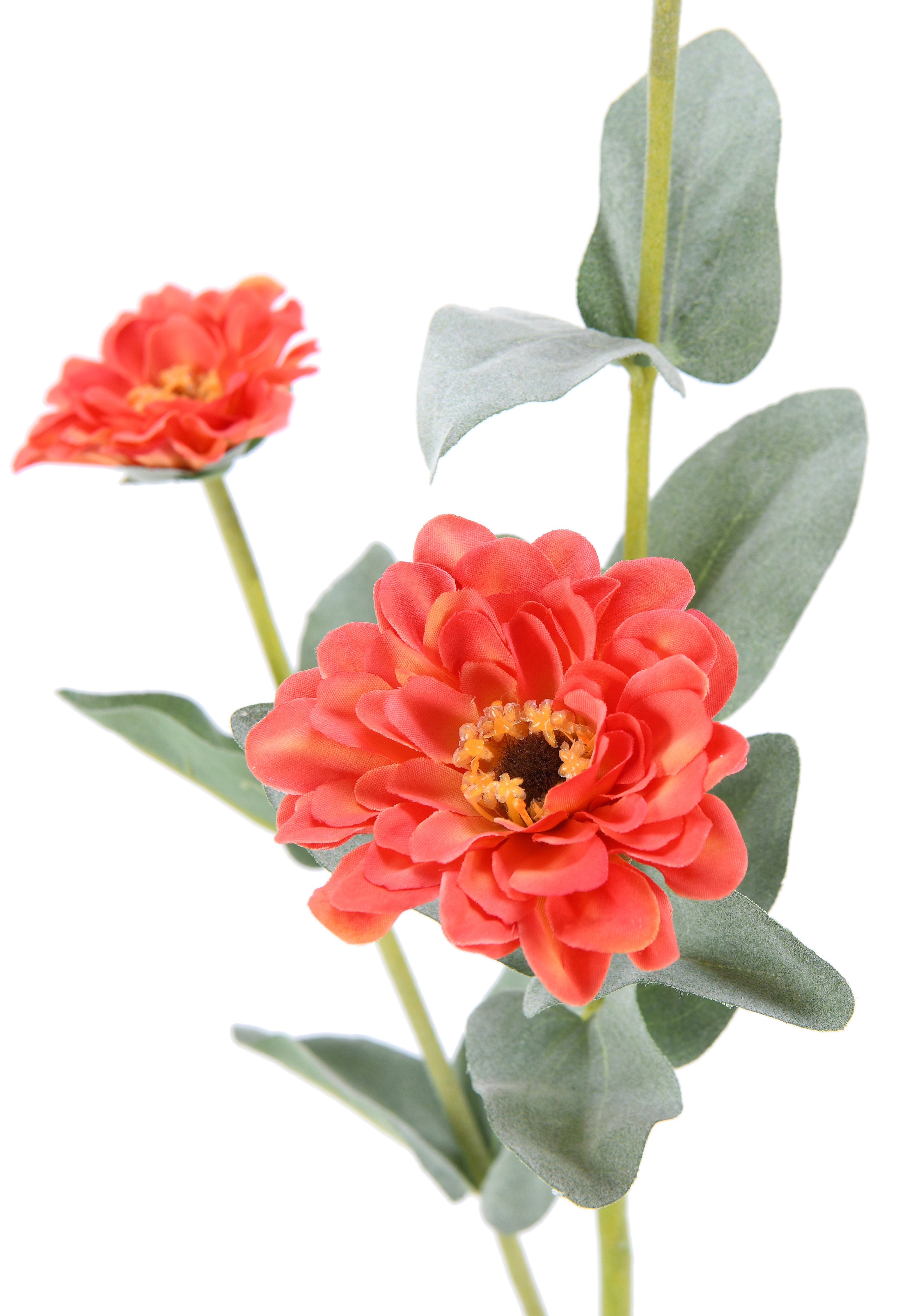 Zinnia. 61 cm